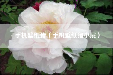 手机壁纸猪（手机壁纸猪小屁）