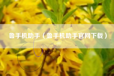 鲁手机助手（鲁手机助手官网下载）